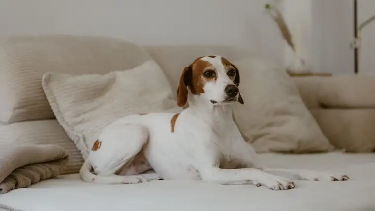 Brown and white dog resting on a cream sofa in a bright living room