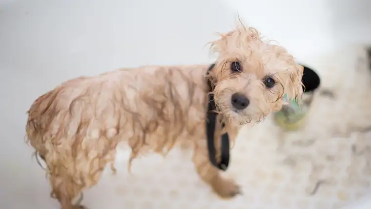 Wet scruffy puppy standing in a white bathtub during a bath