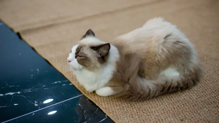 Fluffy ragdoll cat resting on a woven sisal rug beside a dark floor
