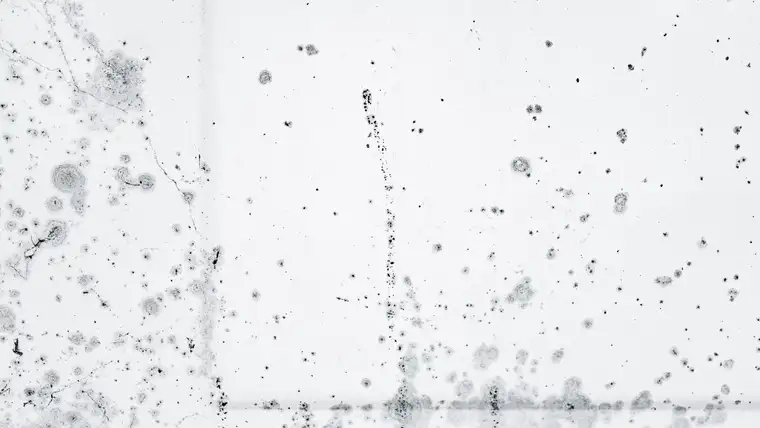 Black mildew spots spreading across a white painted wall