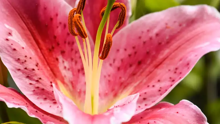 Pink lily with long stamens heavy with orange-brown pollen