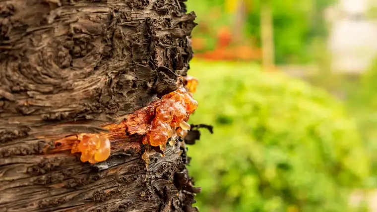 Sticky amber tree sap oozing from rough bark beside a green garden