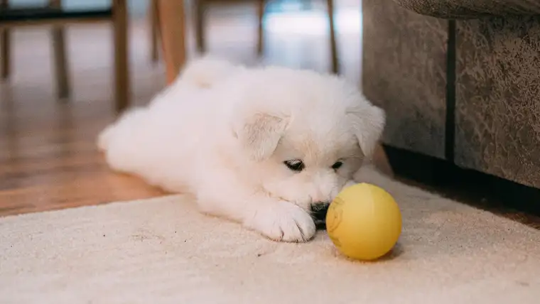 Fluffy white puppy lying on a cream area rug beside a yellow ball